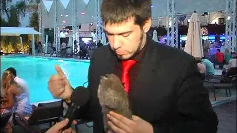 Tip-Top News. Как из обычной игрушки сделать живого енота! How to revive the toy raccoon.