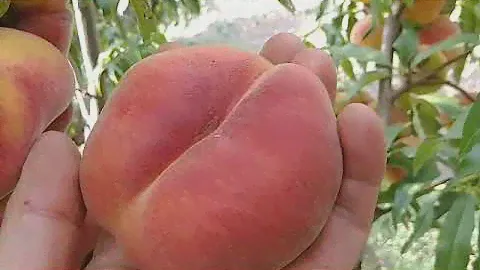Персик інжирний Плайне Джим. Peach Plane Gem. Крупноплідна серія інжирних персиків
