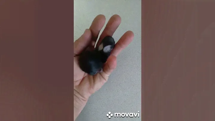 КРОШКА на ЛАДОШКЕ.
