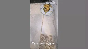 ЯЙЦО И БОРНАЯ КИСЛОТА! КАК ИЗБАВИТЬСЯ ОТ МУРАВЬЁВ! Shorts