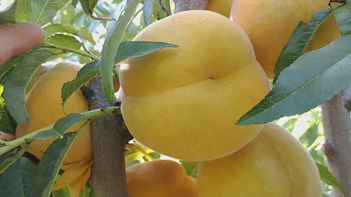 Перкоче Кінка. Percocca Cinca.Гарний, крупний і смачний сорт