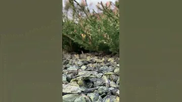 Змеевик - камень для ландшафтного дизайна 🌱 📍Белгород