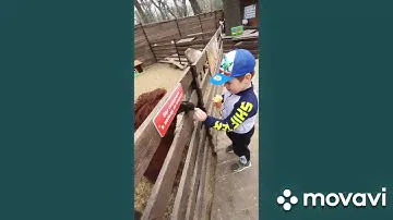 Мое посещение контактного зоопарка Крошка Енот.