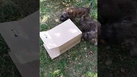 Керн терьеры. Игра с коробкой. Нам очень весело!