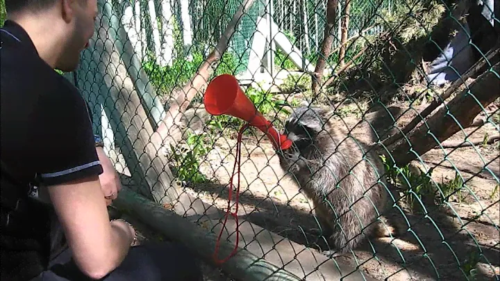 Крошка Енот