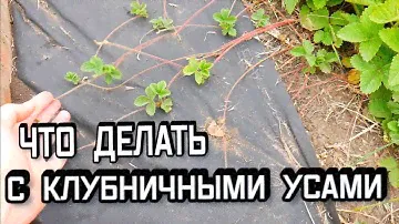 Усики Клубники - Нужно ли Их Обрезать - Что Делать с Клубничными Усами - Как Размножить Клубнику